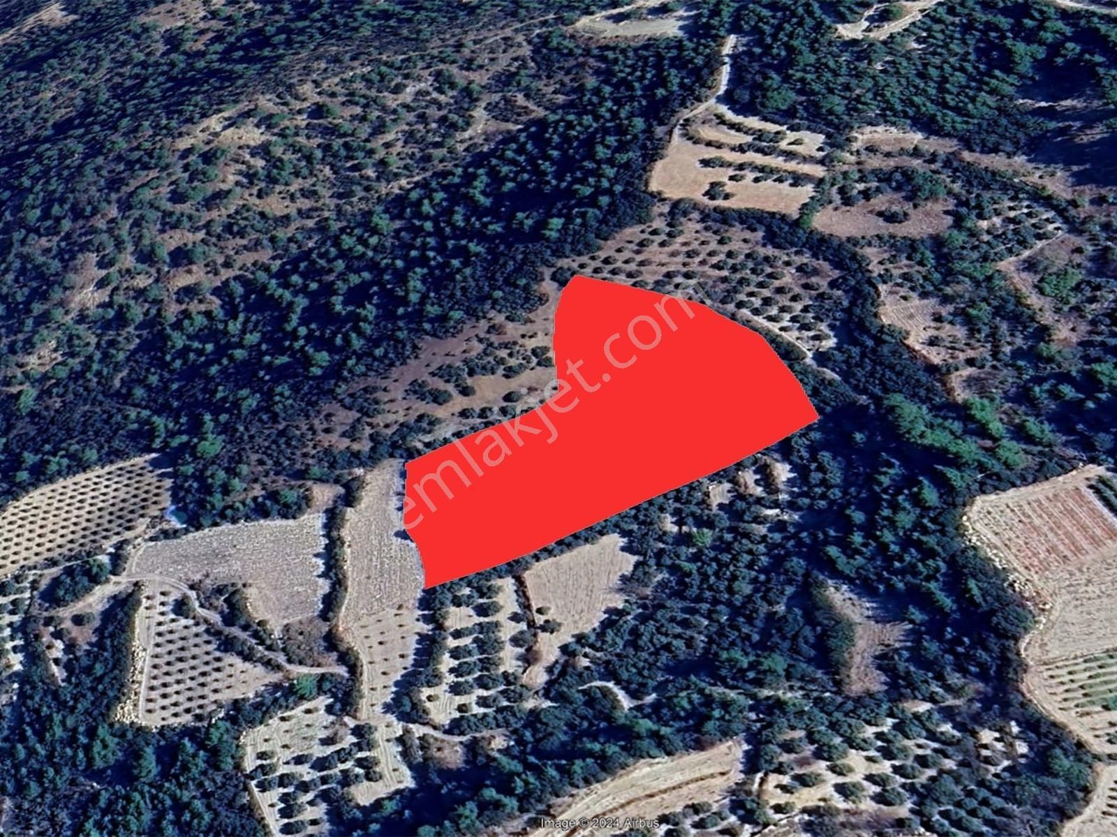 Denizli Güney Cindere'de Yatırımlık Fırsat Zeytinlik!!! - Görsel 15