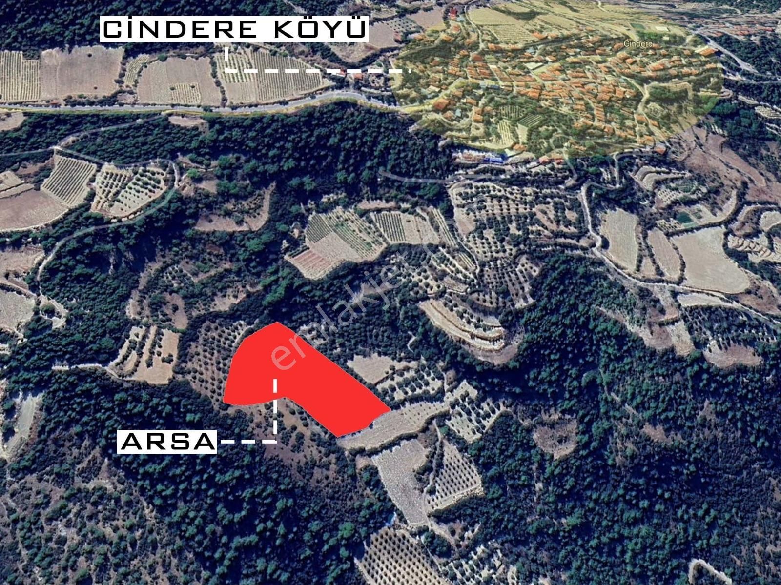 Denizli Güney Cindere'de Yatırımlık Fırsat Zeytinlik!!! - Görsel 4