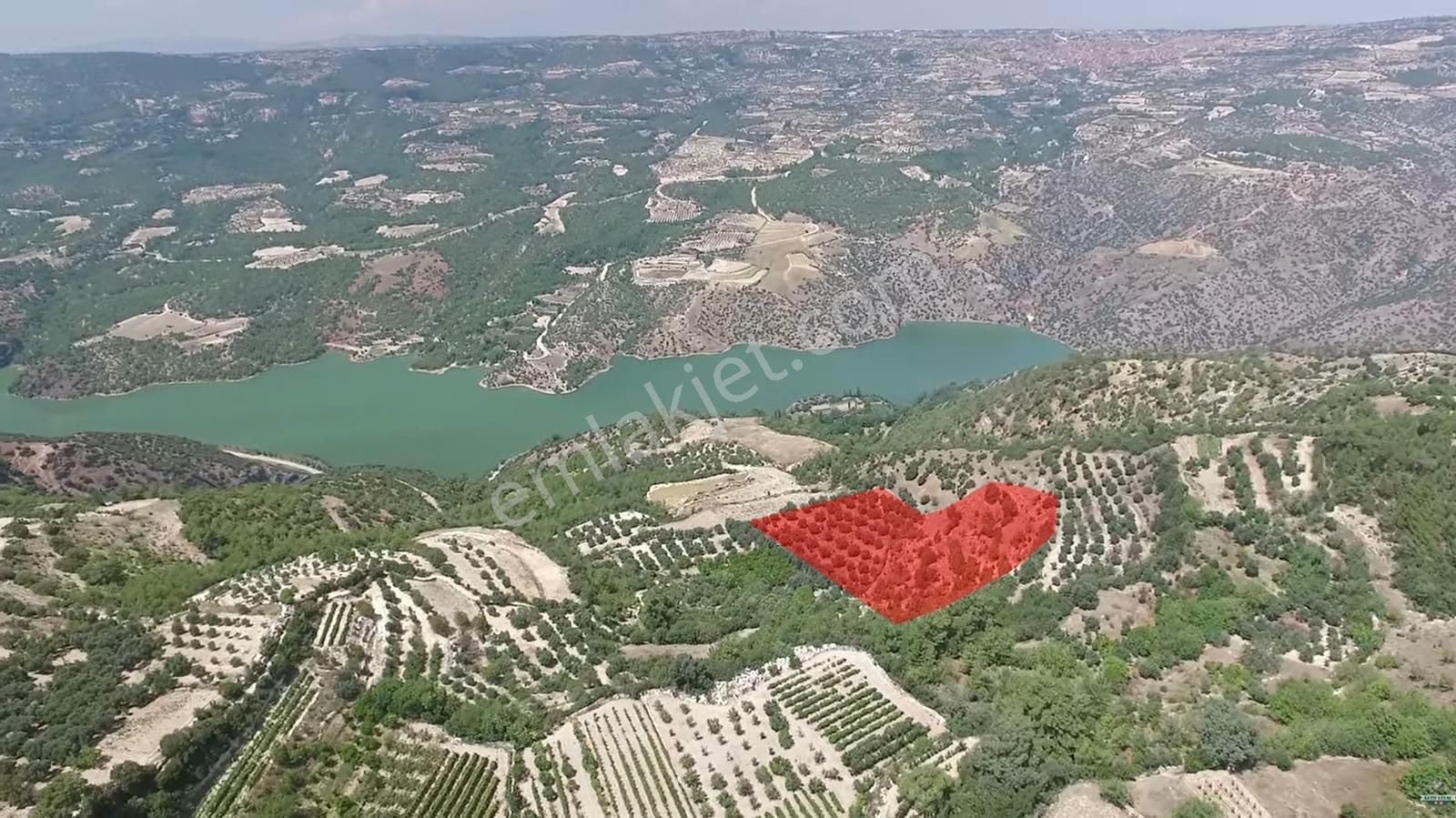 Denizli Güney Cindere'de Yatırımlık Fırsat Zeytinlik!!!