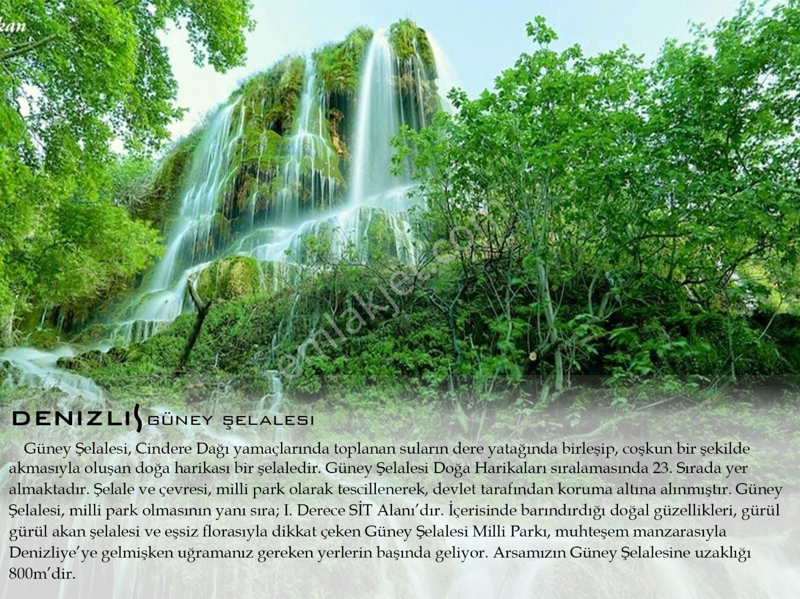 Denizli Güney Cindere'de Yatırımlık Fırsat Zeytinlik!!! - Görsel 12