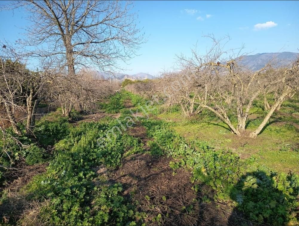 Nazilli Bereketlide Yola Cephe, Köy Sınırına Yakın 4123m2 Tarla - Görsel 12