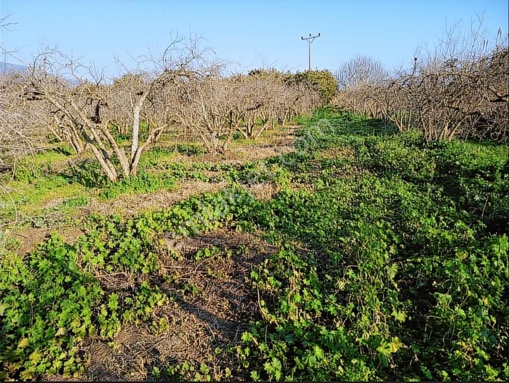 Nazilli Bereketlide Yola Cephe, Köy Sınırına Yakın 4123m2 Tarla - Görsel 9