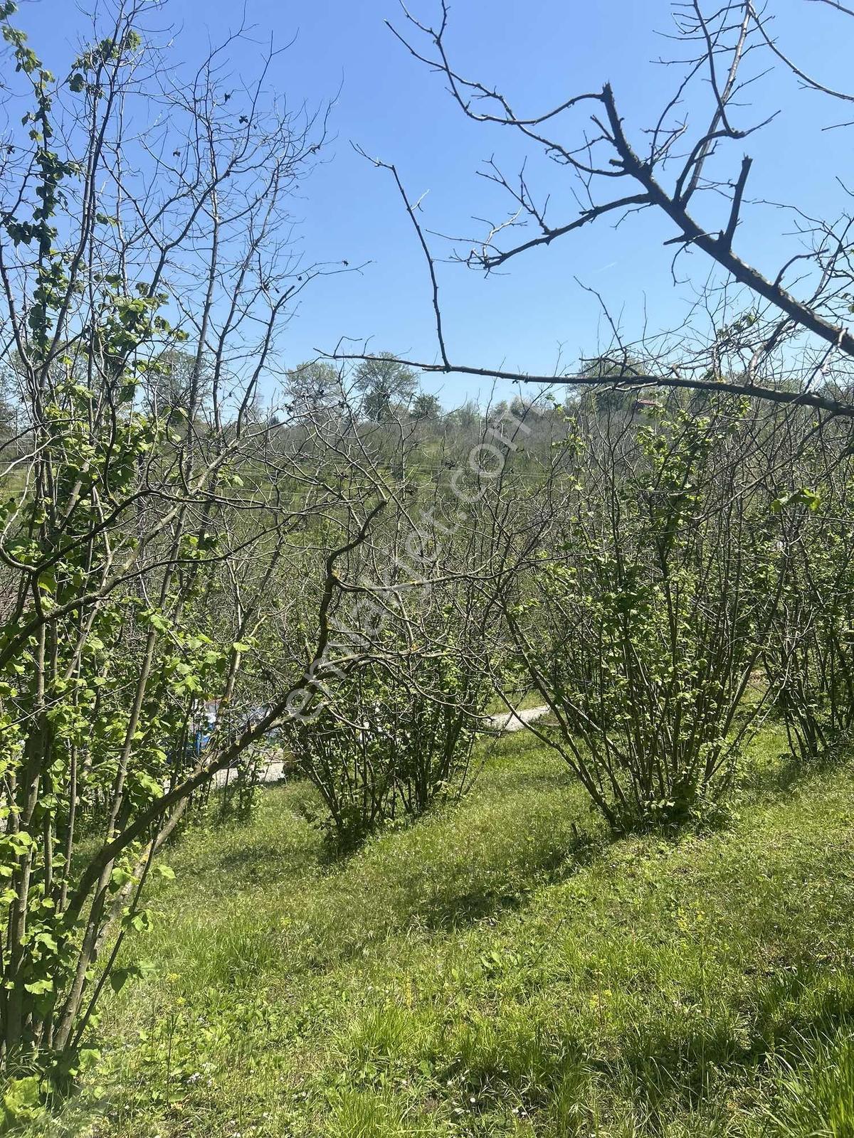 Yaz Fırsatı Sakarya Kocaali Karşı Mahalle 328 M2 İmarlı Arsa - Görsel 2