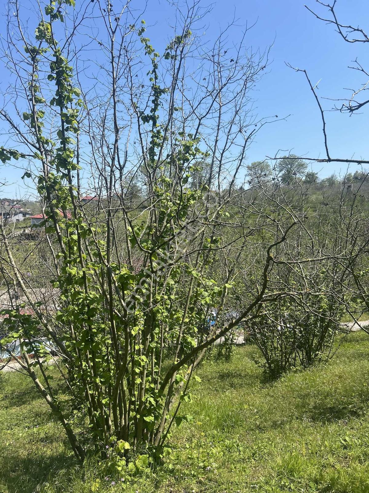 Yaz Fırsatı Sakarya Kocaali Karşı Mahalle 328 M2 İmarlı Arsa - Görsel 4