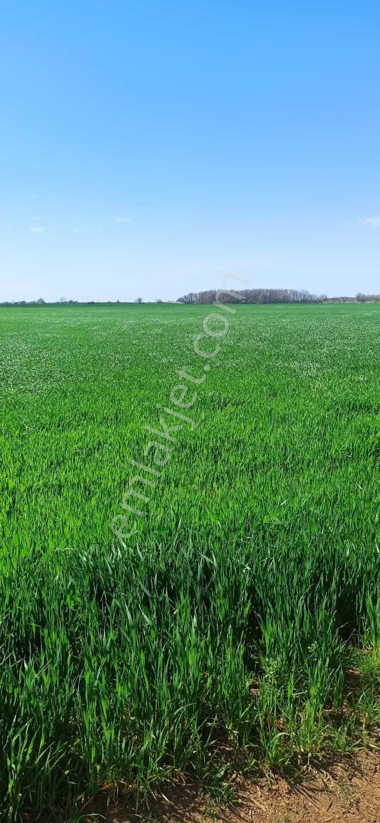 Remax Land' Ten Vıze Topçuköy’de Ormana Sıfır, Yatırıma Uygun Satılık Tarla - Görsel 3