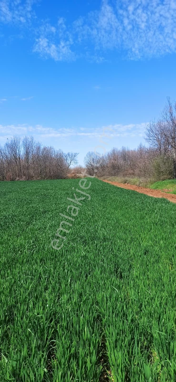 Remax Land' Ten Vıze Topçuköy’de Ormana Sıfır, Yatırıma Uygun Satılık Tarla - Görsel 2