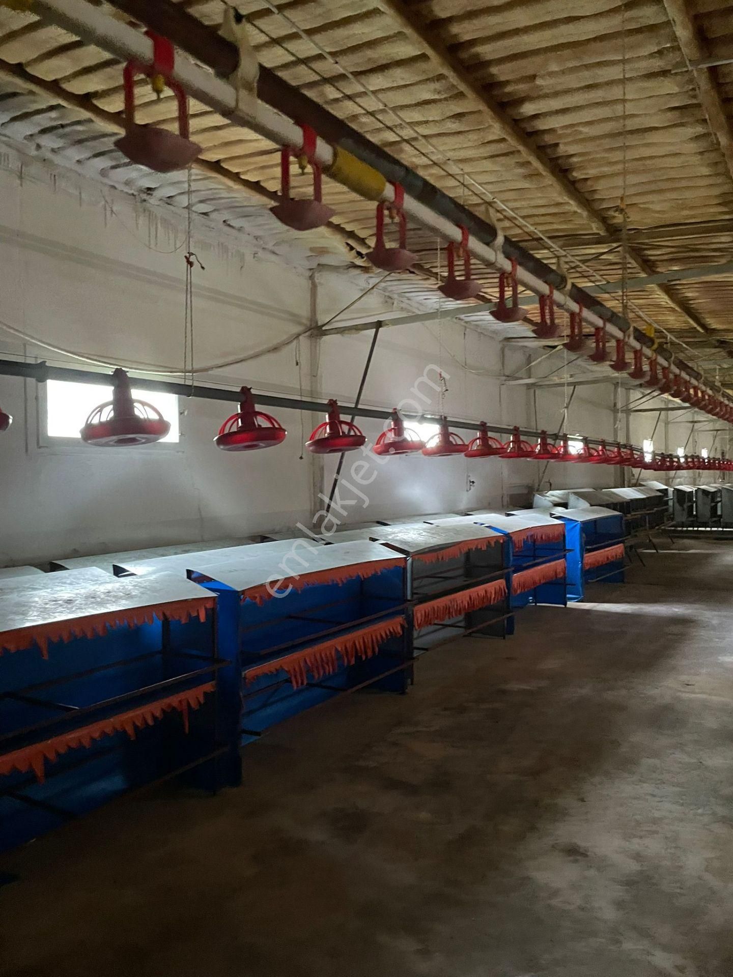 Kemalpaşa'da Organik Sertifikalı Ve Tavuk Çiftliği - Görsel 5