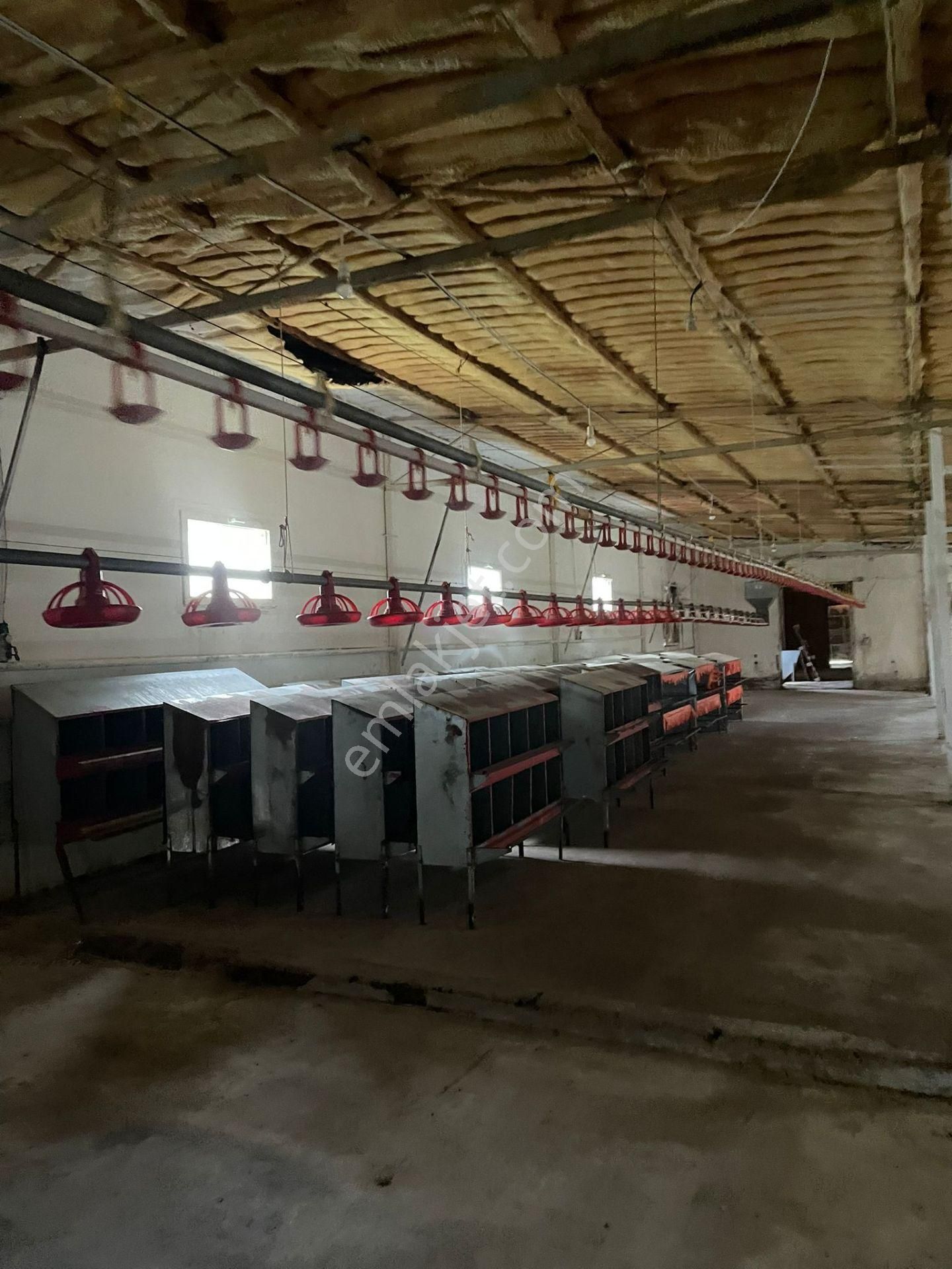 Kemalpaşa'da Organik Sertifikalı Ve Tavuk Çiftliği - Görsel 4