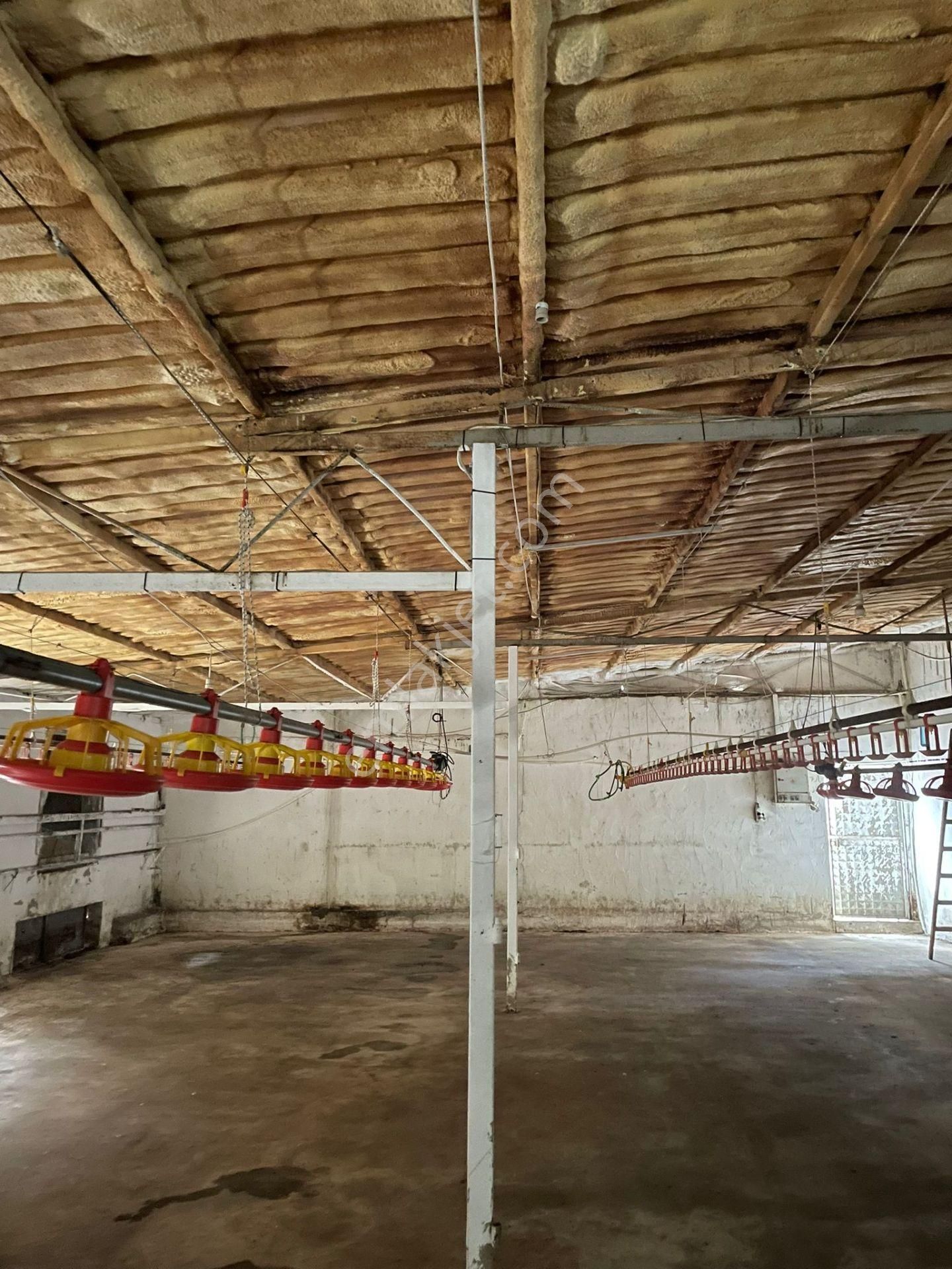 Kemalpaşa'da Organik Sertifikalı Ve Tavuk Çiftliği - Görsel 2