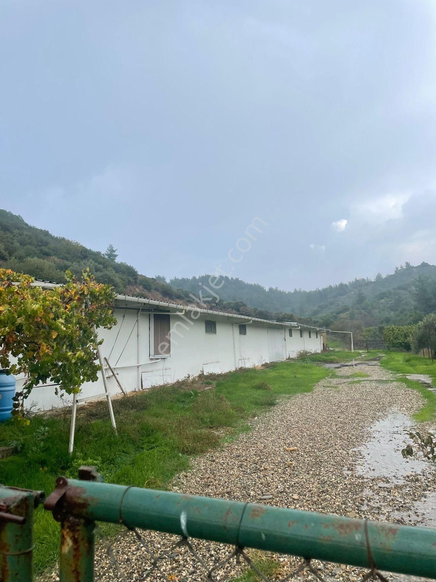 Kemalpaşa'da Organik Sertifikalı Ve Tavuk Çiftliği - Görsel 8