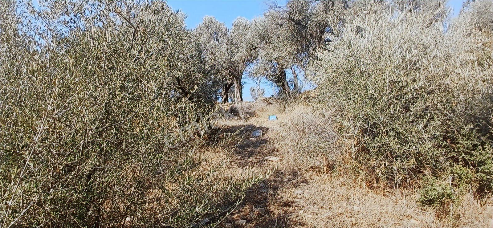 Milas Çiftlik Yatırıma Uygun Yola Yakın 5640 M2 Zeytinlik - Görsel 18