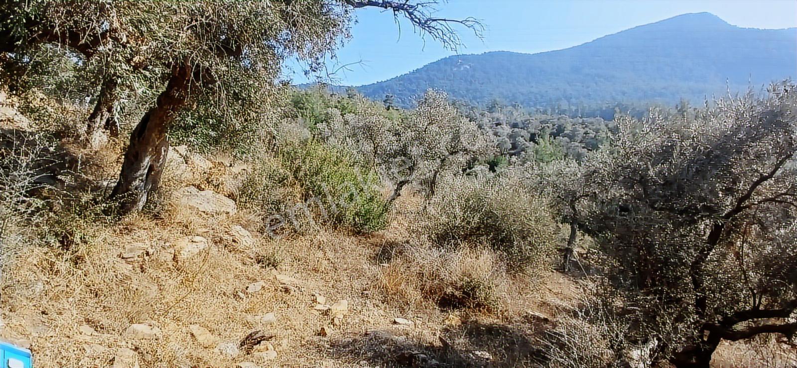 Milas Çiftlik Yatırıma Uygun Yola Yakın 5640 M2 Zeytinlik - Görsel 20