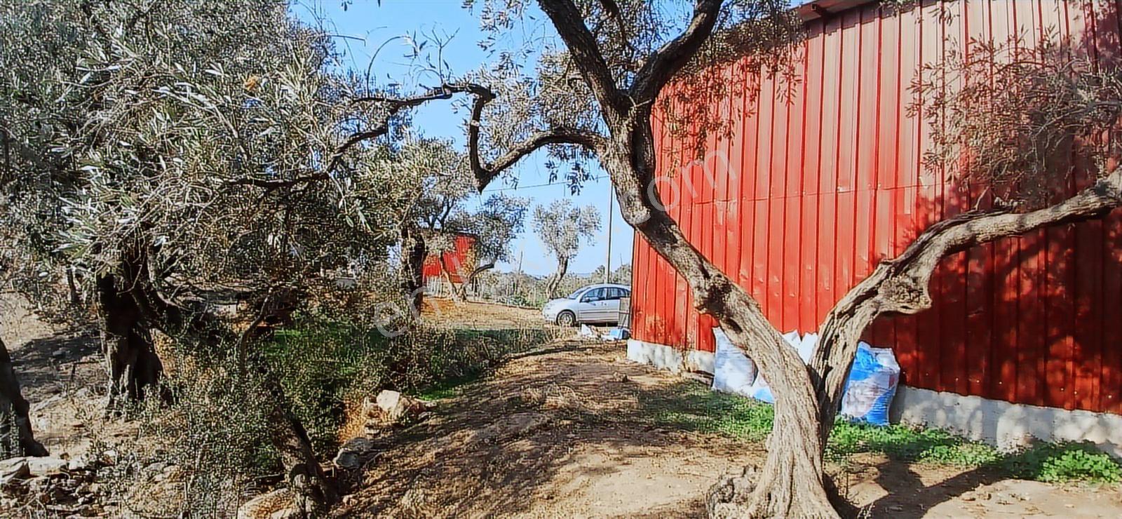 Milas Çiftlik Yatırıma Uygun Yola Yakın 5640 M2 Zeytinlik - Görsel 35