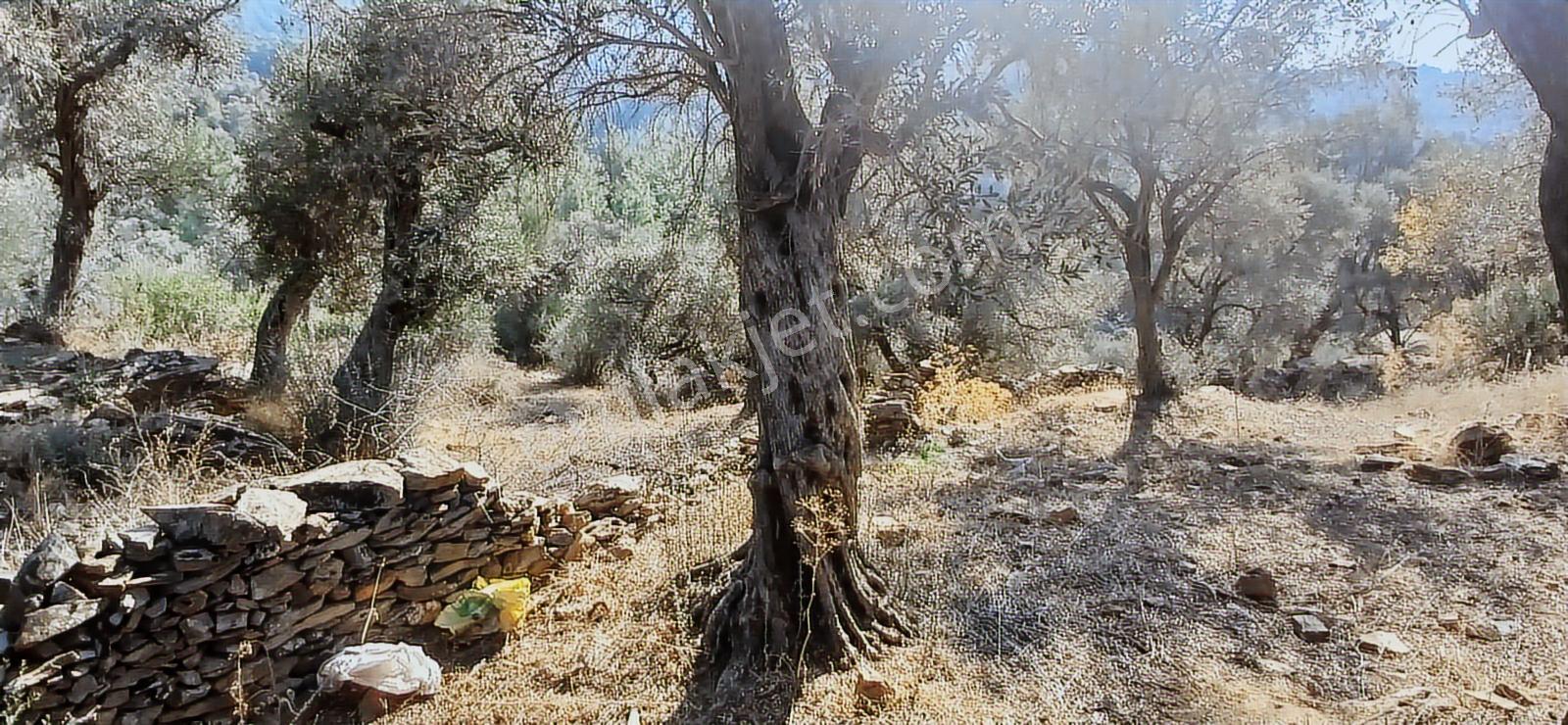 Milas Çiftlik Yatırıma Uygun Yola Yakın 5640 M2 Zeytinlik - Görsel 14