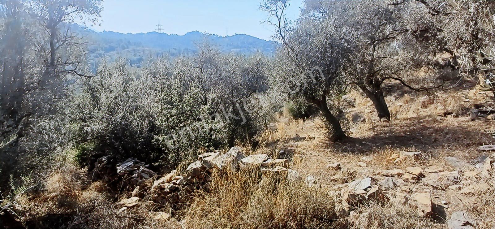 Milas Çiftlik Yatırıma Uygun Yola Yakın 5640 M2 Zeytinlik - Görsel 9