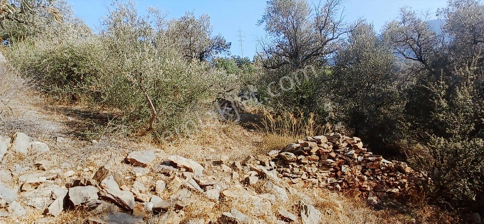 Milas Çiftlik Yatırıma Uygun Yola Yakın 5640 M2 Zeytinlik - Görsel 16