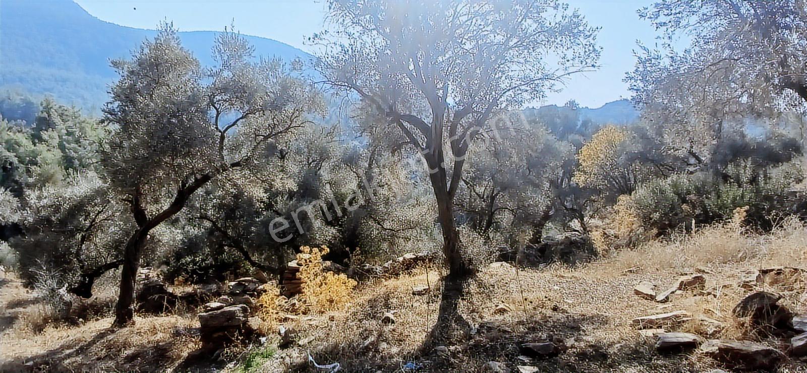 Milas Çiftlik Yatırıma Uygun Yola Yakın 5640 M2 Zeytinlik - Görsel 4
