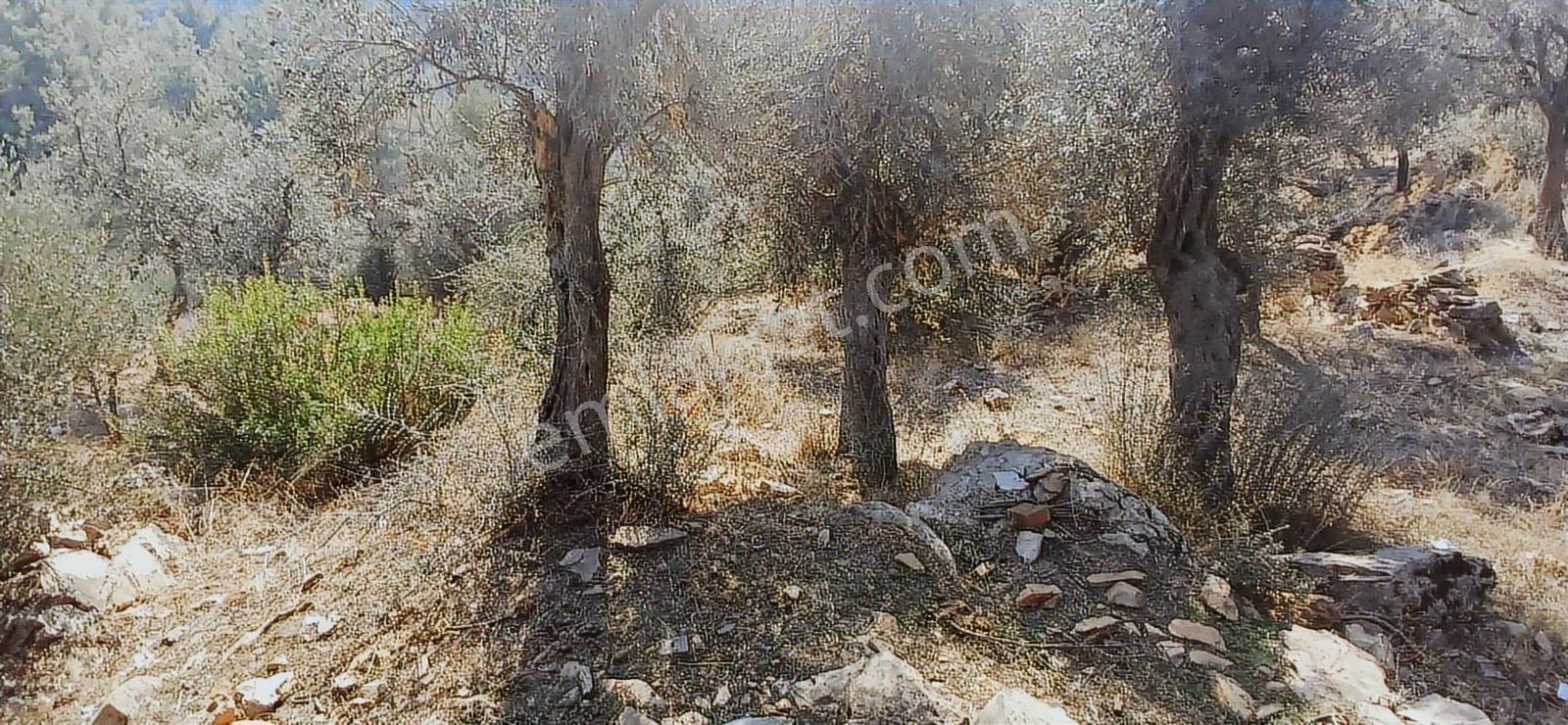 Milas Çiftlik Yatırıma Uygun Yola Yakın 5640 M2 Zeytinlik - Görsel 28