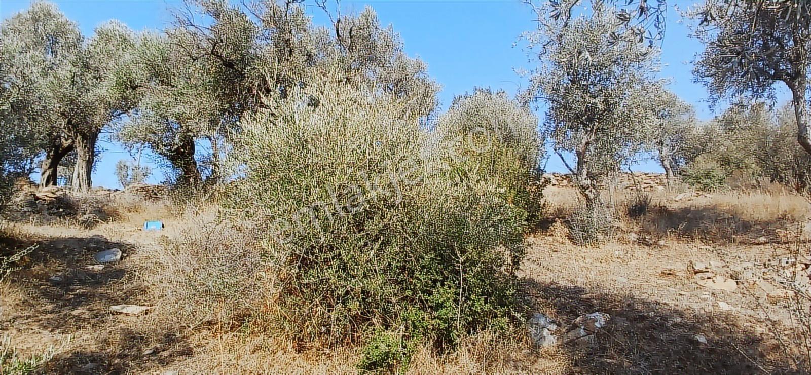 Milas Çiftlik Yatırıma Uygun Yola Yakın 5640 M2 Zeytinlik - Görsel 8