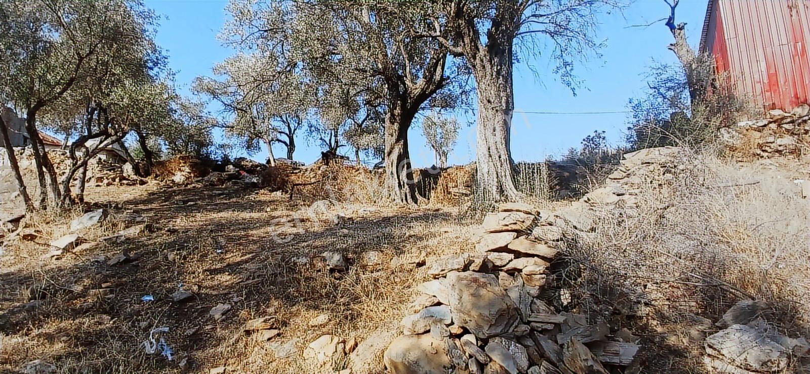 Milas Çiftlik Yatırıma Uygun Yola Yakın 5640 M2 Zeytinlik - Görsel 10