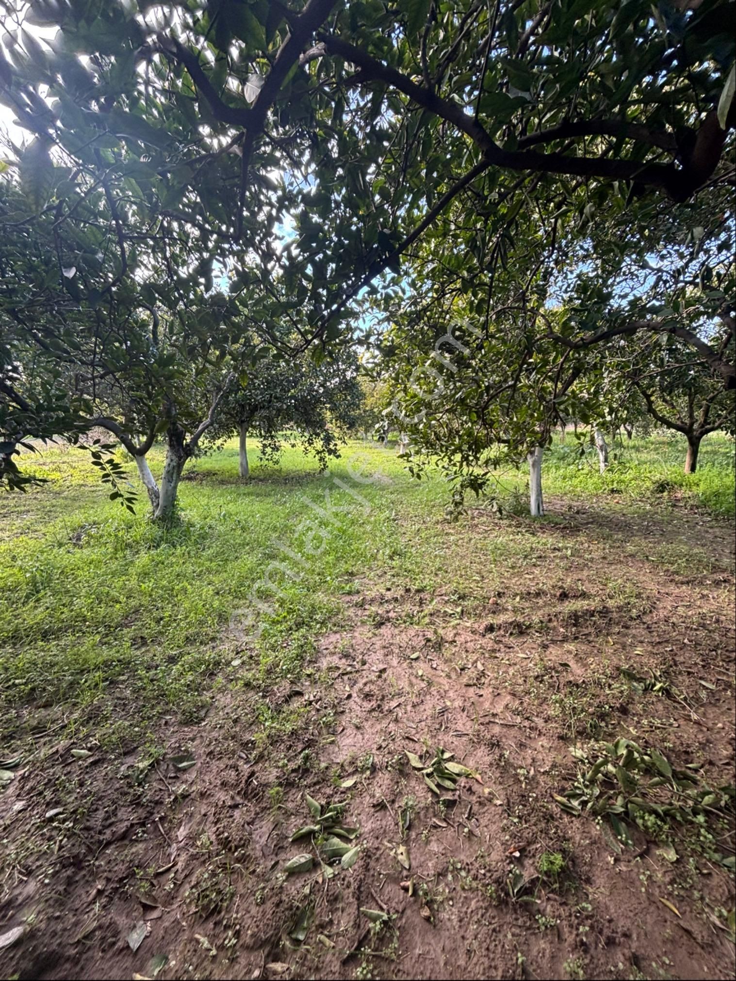 Nazilli Hamzalı Fırsat Portakal Hobi Bahçesi - Görsel 18