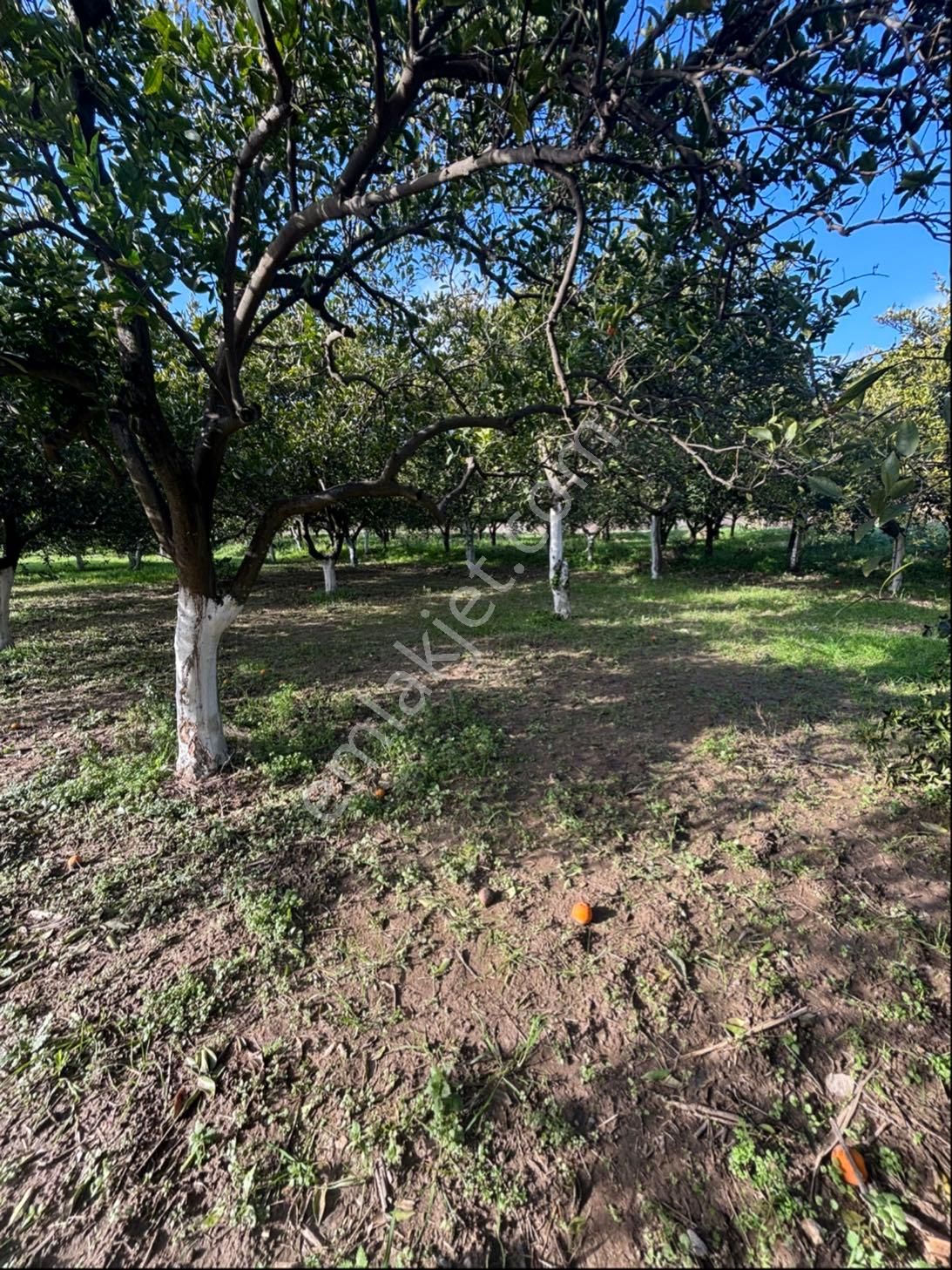 Nazilli Hamzalı Fırsat Portakal Hobi Bahçesi - Görsel 20