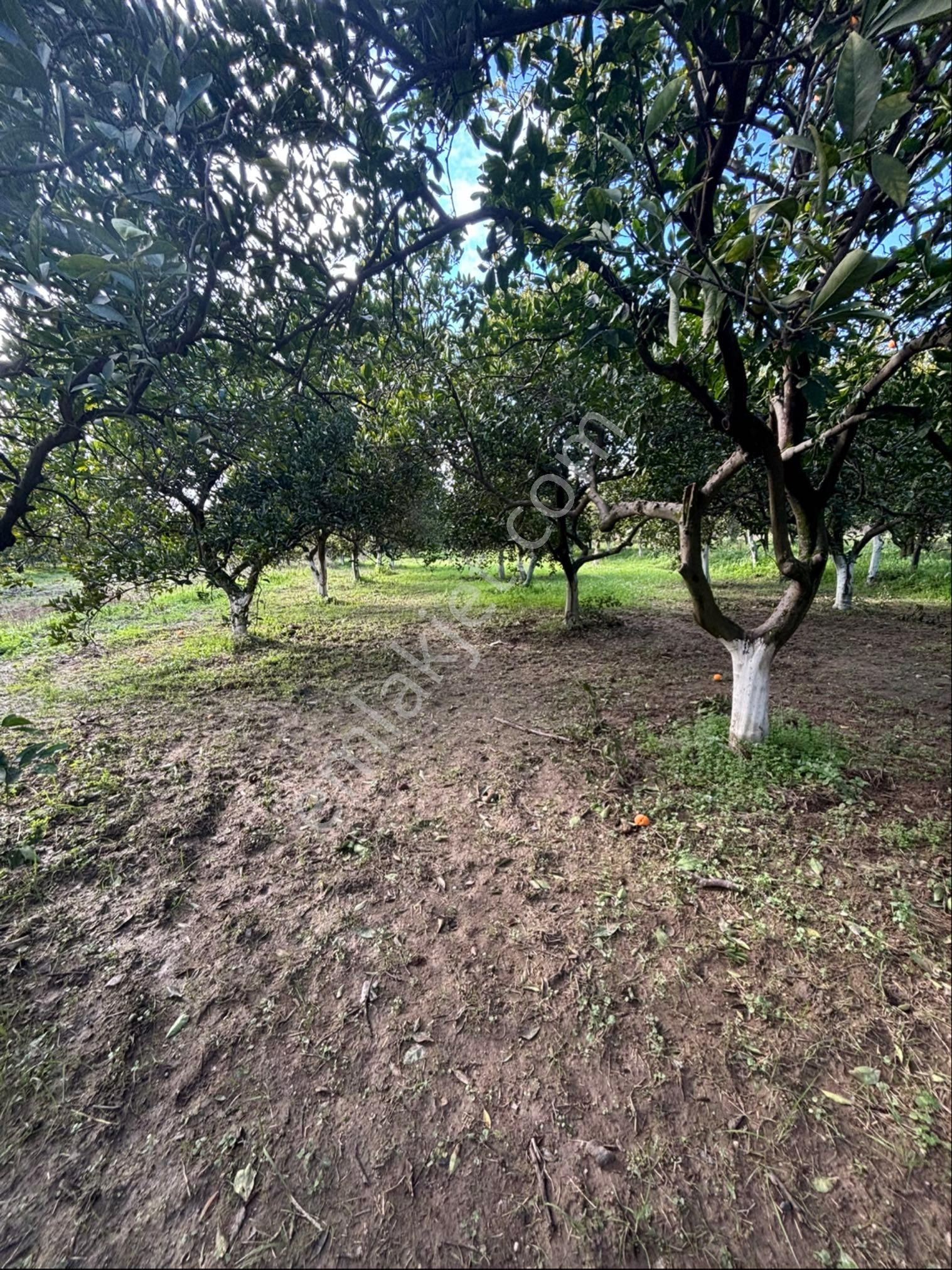 Nazilli Hamzalı Fırsat Portakal Hobi Bahçesi - Görsel 19