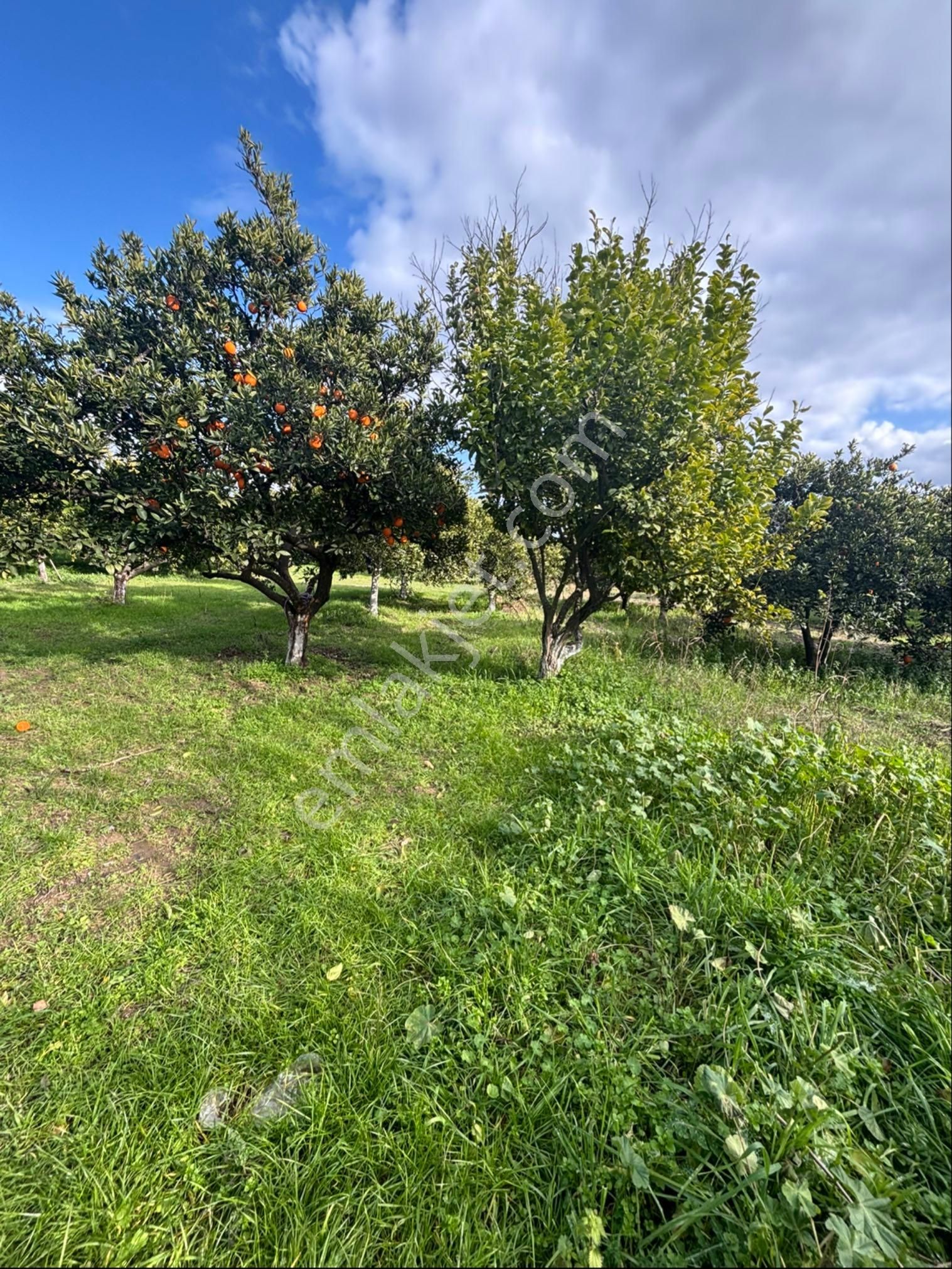 Nazilli Hamzalı Fırsat Portakal Hobi Bahçesi - Görsel 6