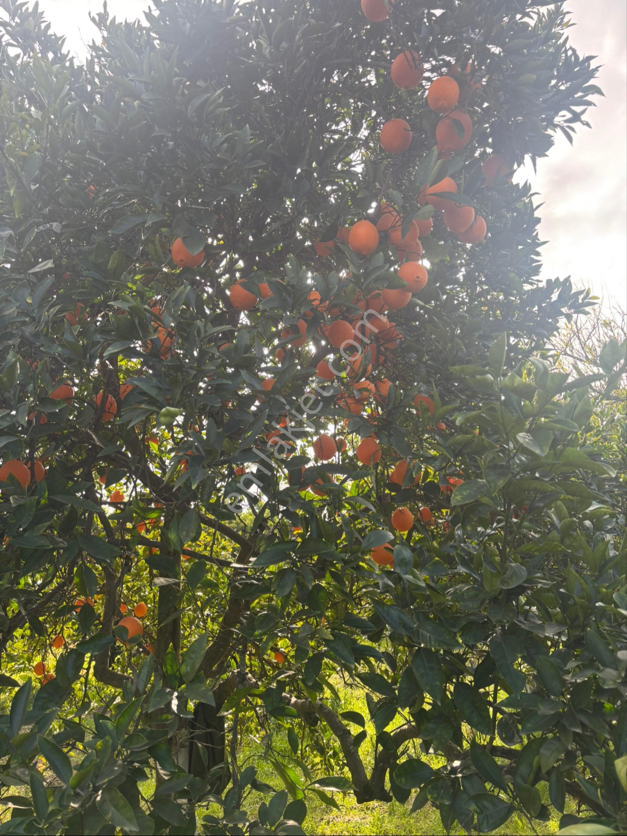 Nazilli Hamzalı Fırsat Portakal Hobi Bahçesi - Görsel 3