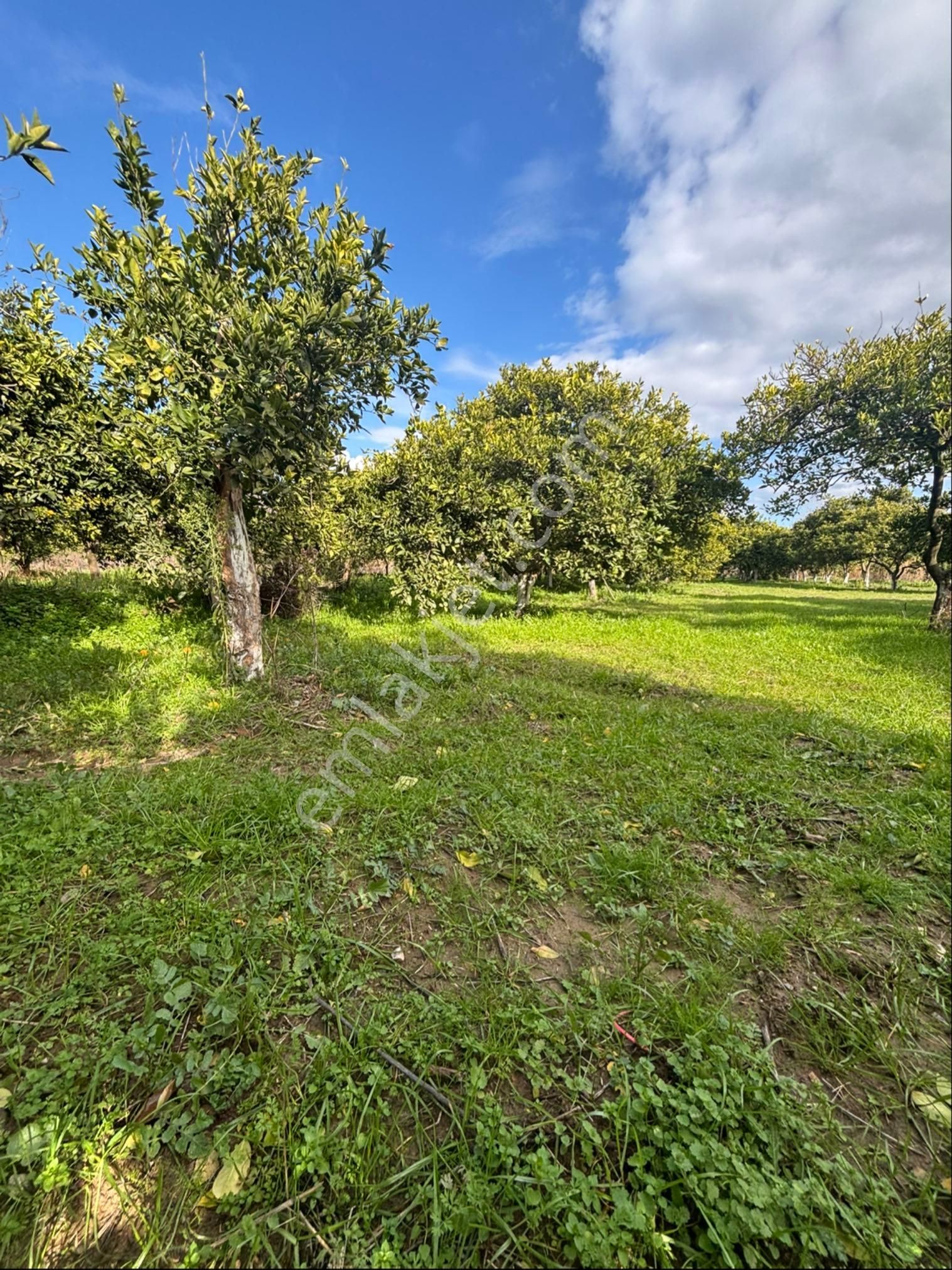 Nazilli Hamzalı Fırsat Portakal Hobi Bahçesi - Görsel 4