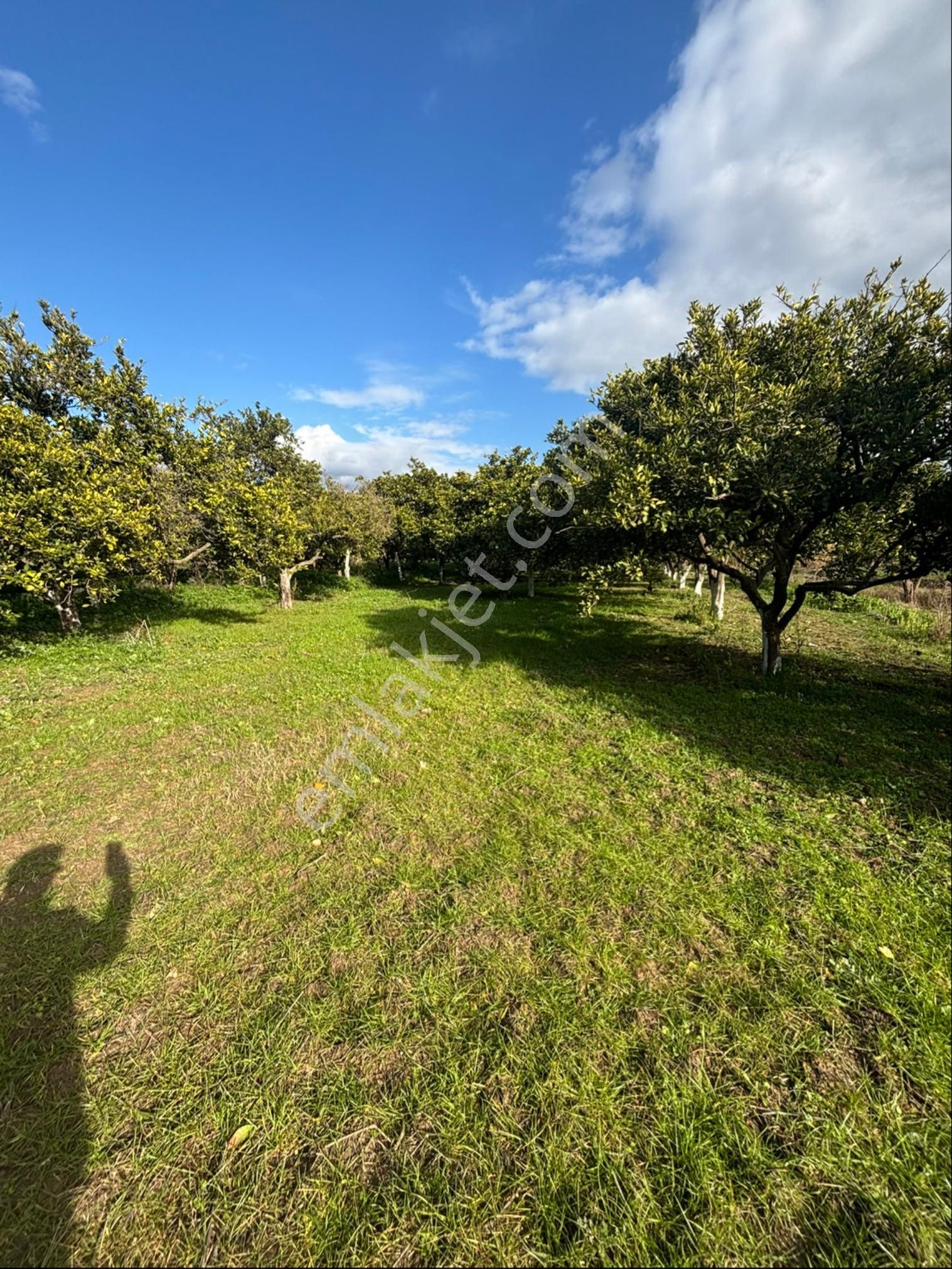 Nazilli Hamzalı Fırsat Portakal Hobi Bahçesi - Görsel 13