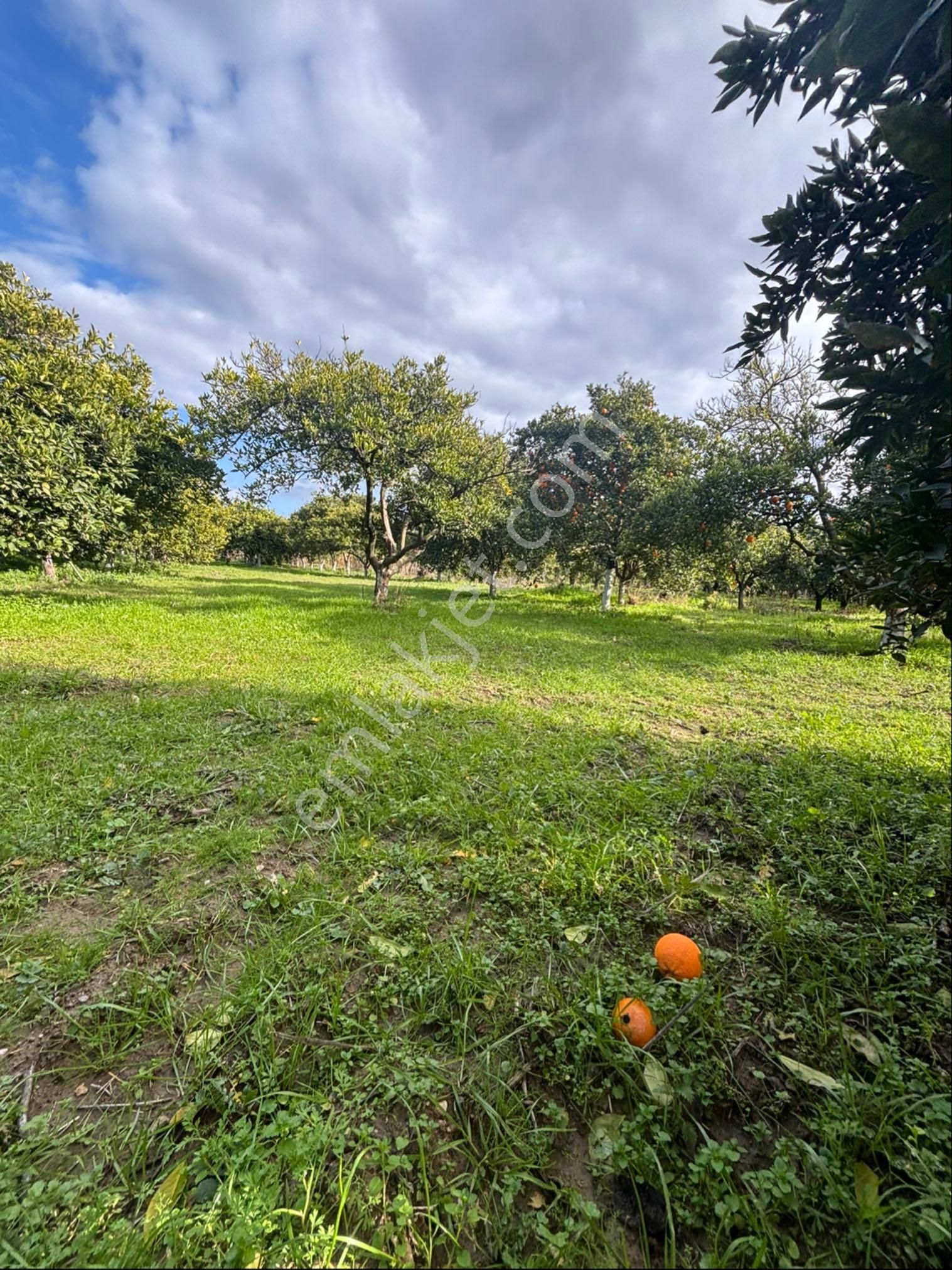 Nazilli Hamzalı Fırsat Portakal Hobi Bahçesi - Görsel 2