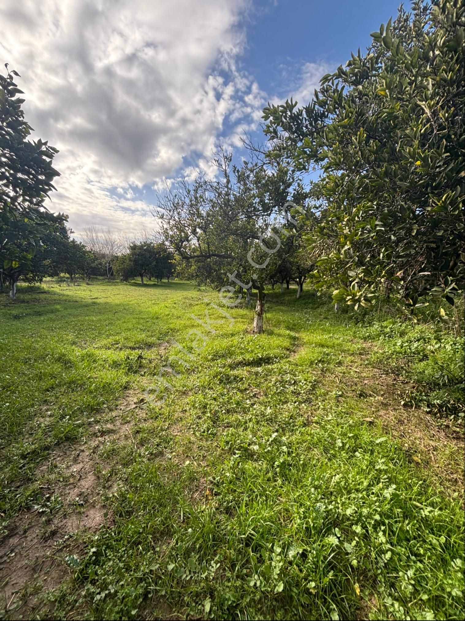 Nazilli Hamzalı Fırsat Portakal Hobi Bahçesi - Görsel 17