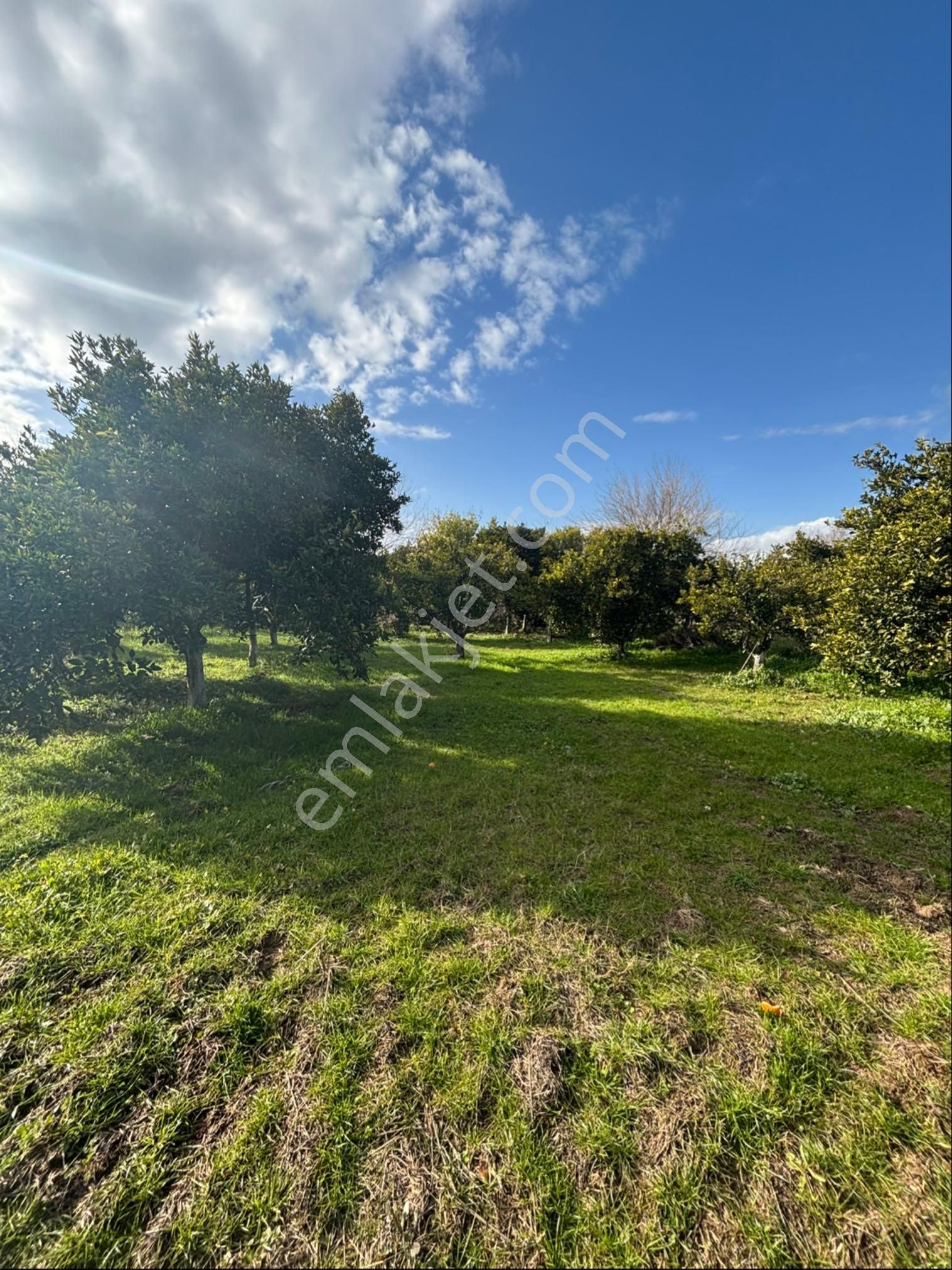 Nazilli Hamzalı Fırsat Portakal Hobi Bahçesi - Görsel 12