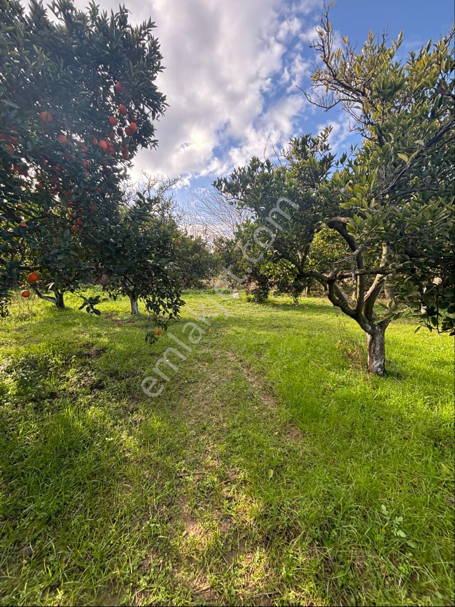 Nazilli Hamzalı Fırsat Portakal Hobi Bahçesi - Görsel 10