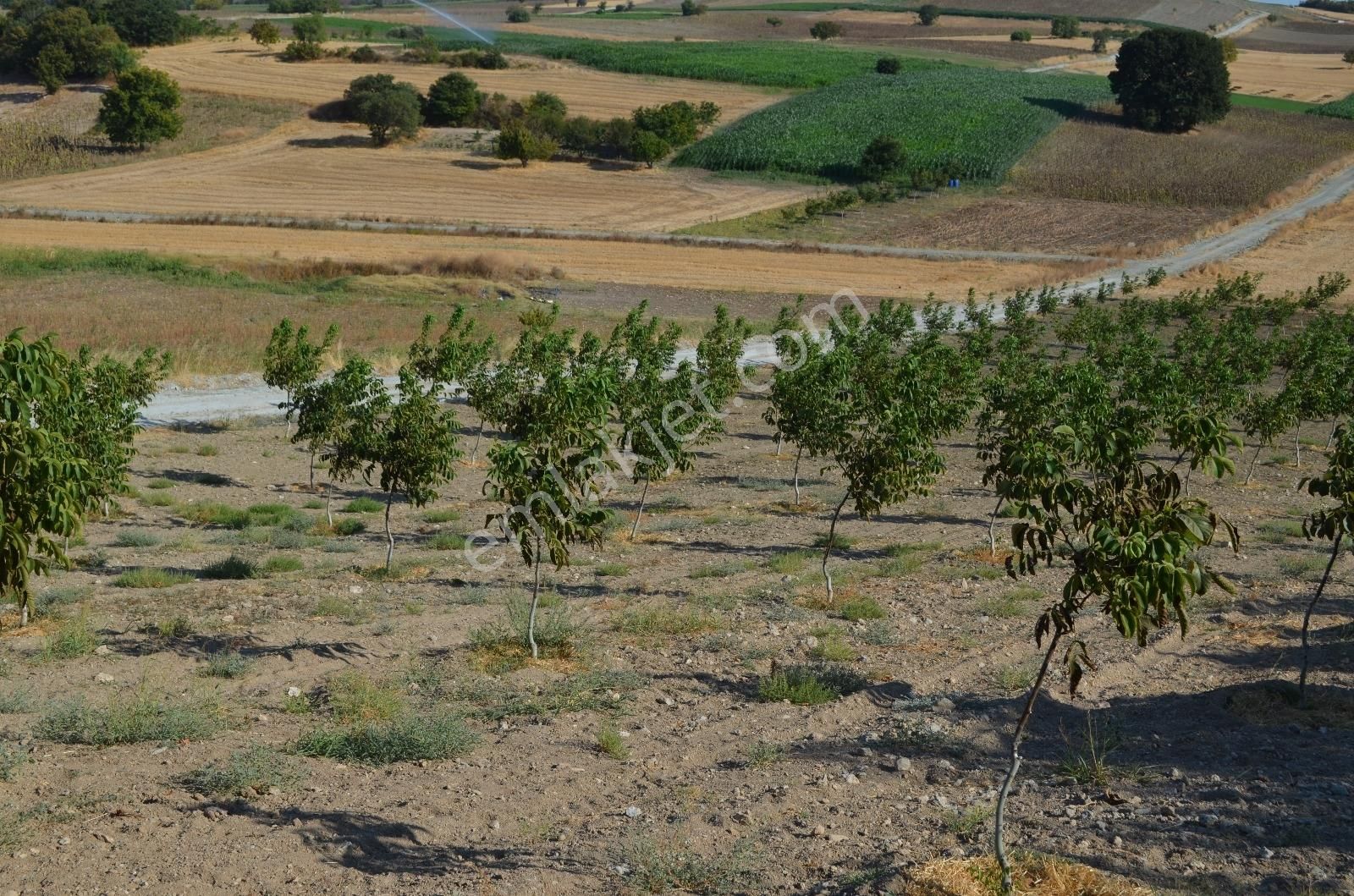 Akev'den Yenişehir Mahmudiye'de Yola 200 M Cepheli Ceviz Tarlası - Görsel 8