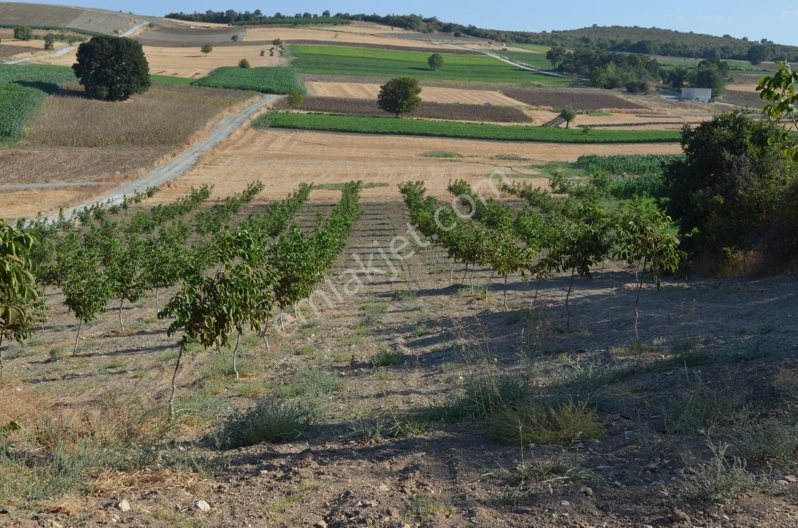 Akev'den Yenişehir Mahmudiye'de Yola 200 M Cepheli Ceviz Tarlası - Görsel 35