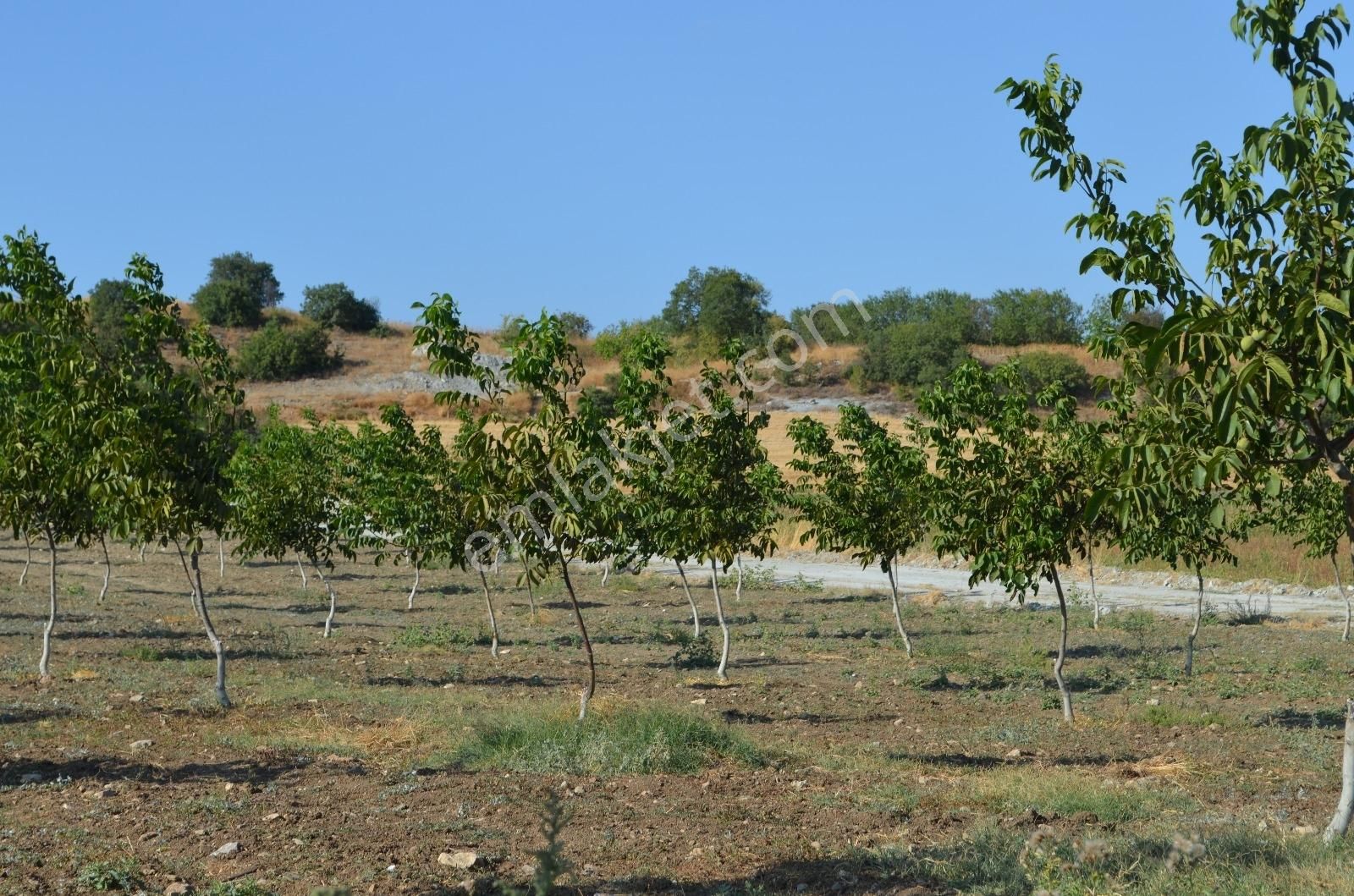 Akev'den Yenişehir Mahmudiye'de Yola 200 M Cepheli Ceviz Tarlası - Görsel 21
