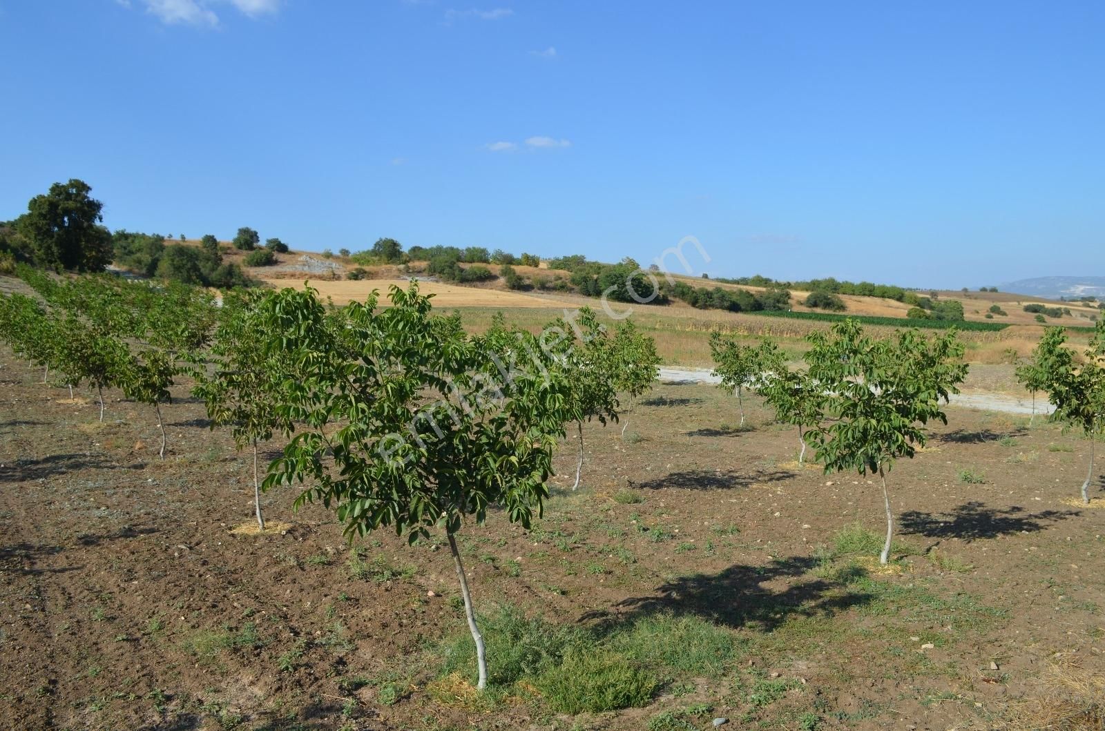 Akev'den Yenişehir Mahmudiye'de Yola 200 M Cepheli Ceviz Tarlası - Görsel 22