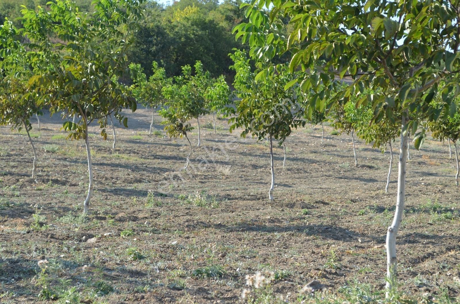 Akev'den Yenişehir Mahmudiye'de Yola 200 M Cepheli Ceviz Tarlası - Görsel 20