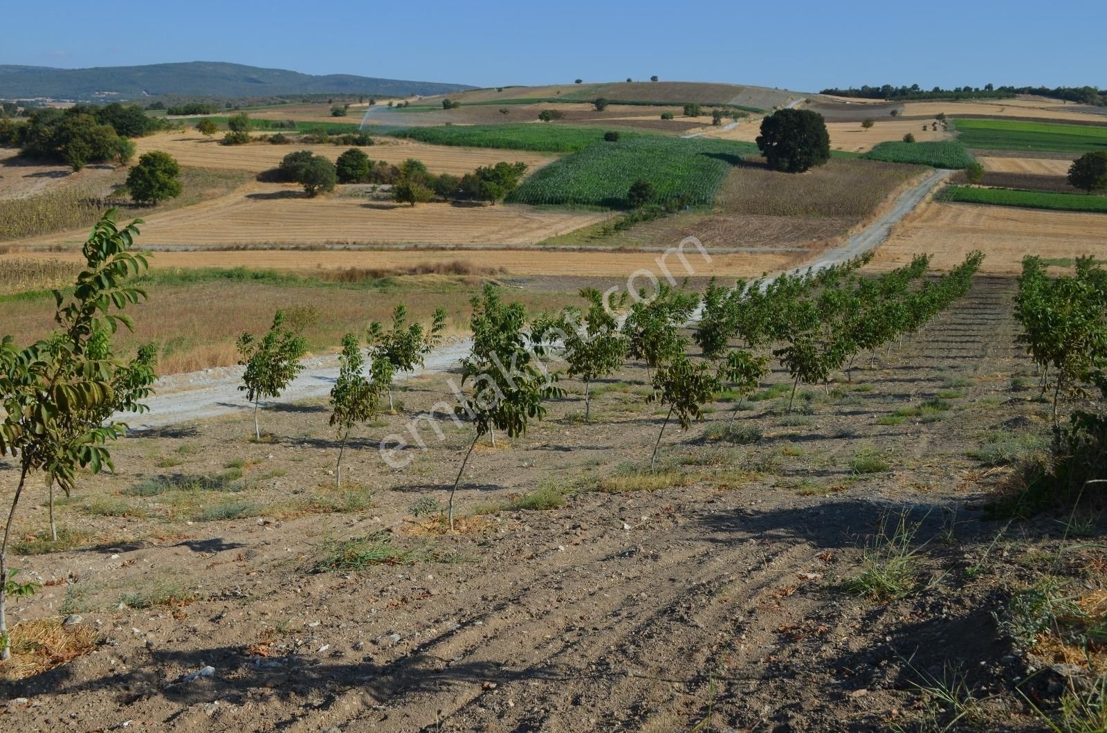 Akev'den Yenişehir Mahmudiye'de Yola 200 M Cepheli Ceviz Tarlası - Görsel 6