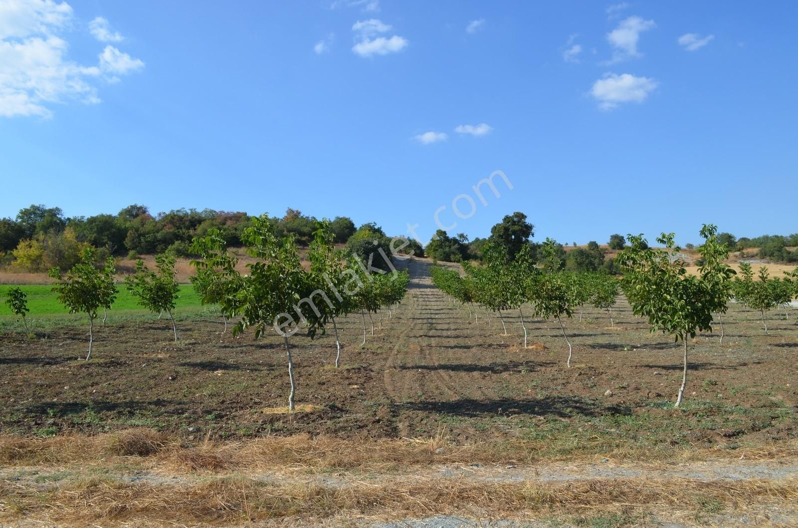 Akev'den Yenişehir Mahmudiye'de Yola 200 M Cepheli Ceviz Tarlası - Görsel 15