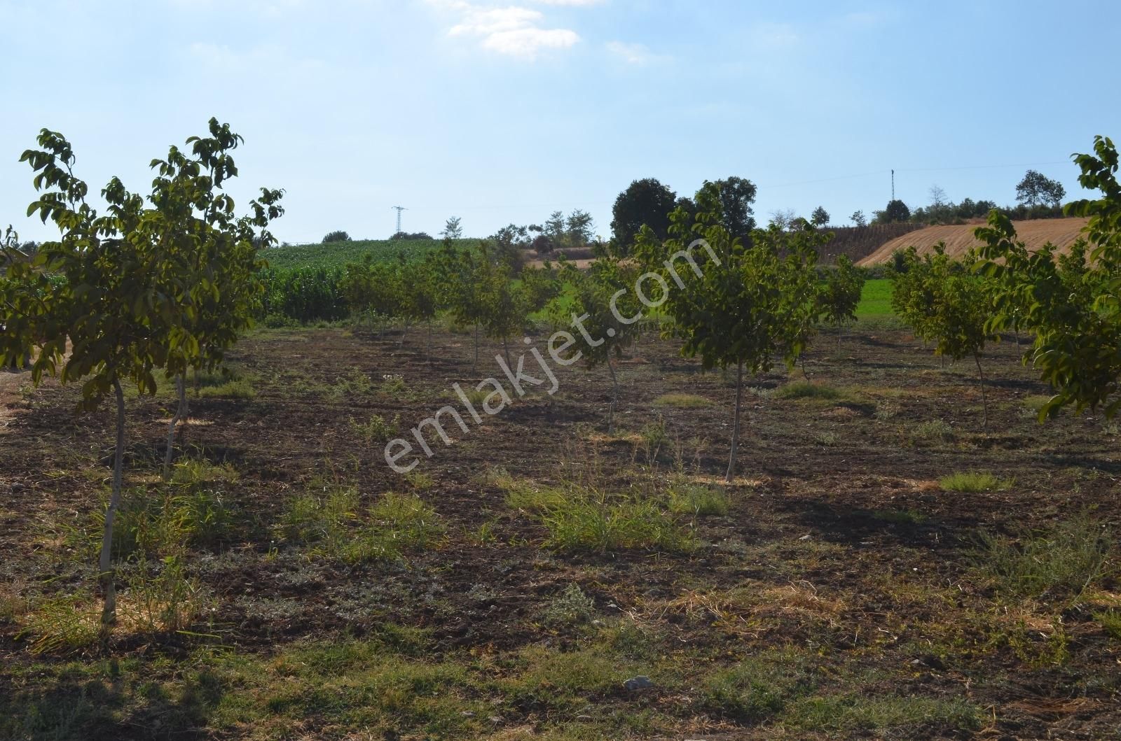 Akev'den Yenişehir Mahmudiye'de Yola 200 M Cepheli Ceviz Tarlası - Görsel 30