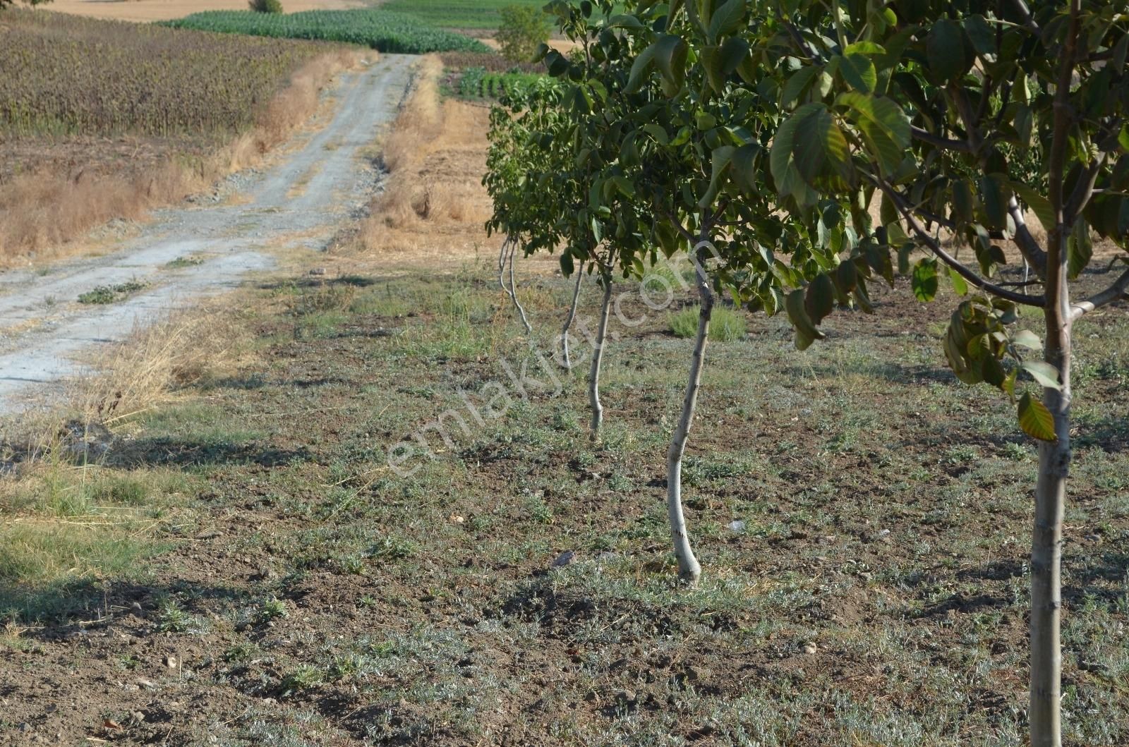 Akev'den Yenişehir Mahmudiye'de Yola 200 M Cepheli Ceviz Tarlası - Görsel 25