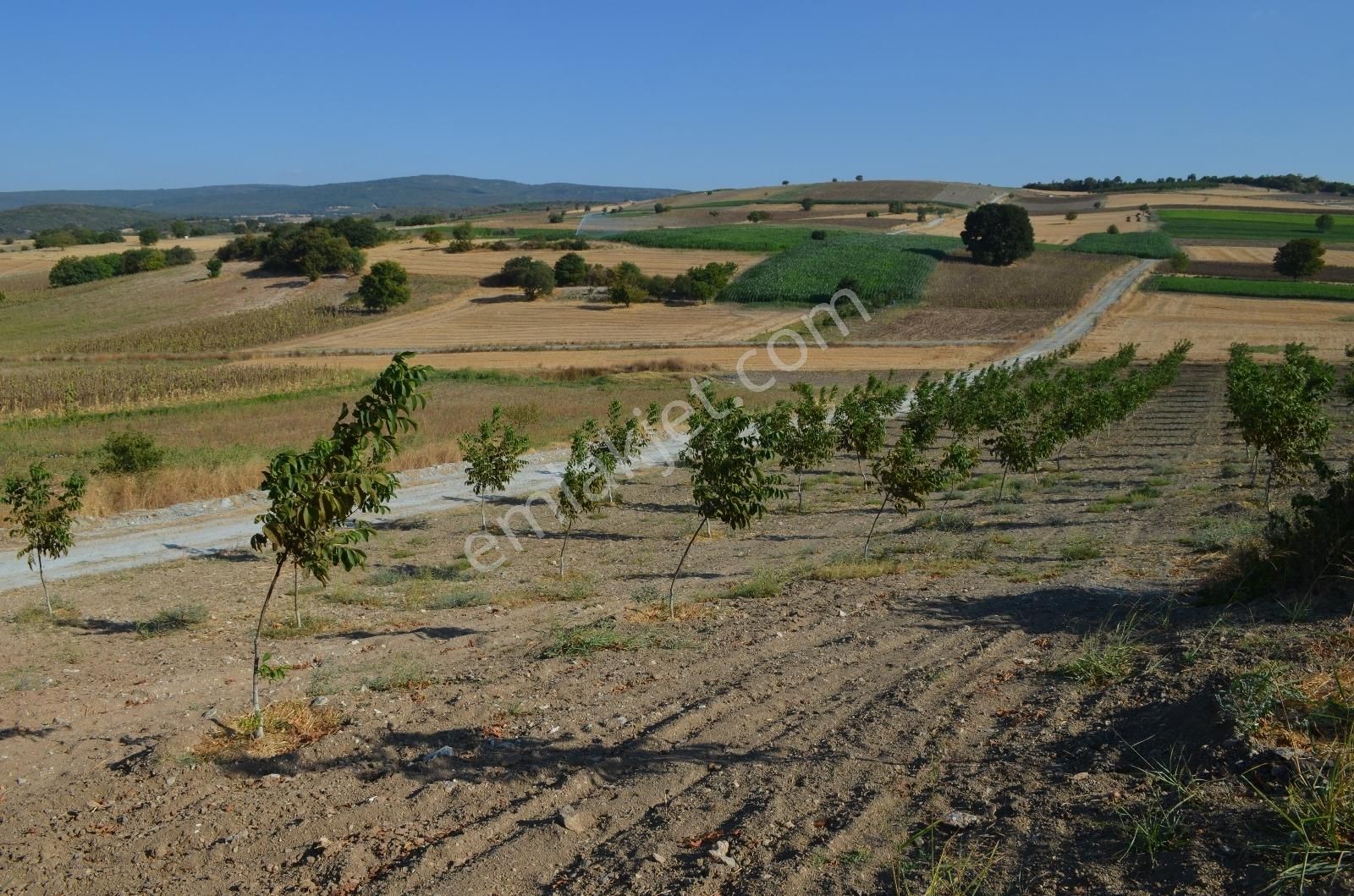 Akev'den Yenişehir Mahmudiye'de Yola 200 M Cepheli Ceviz Tarlası - Görsel 27