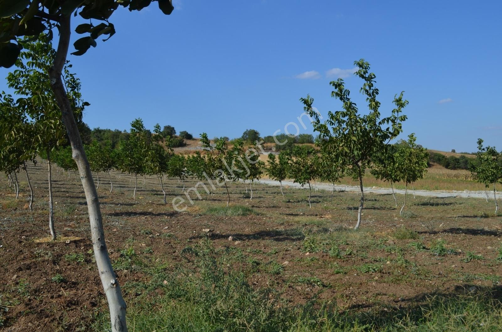 Akev'den Yenişehir Mahmudiye'de Yola 200 M Cepheli Ceviz Tarlası - Görsel 13