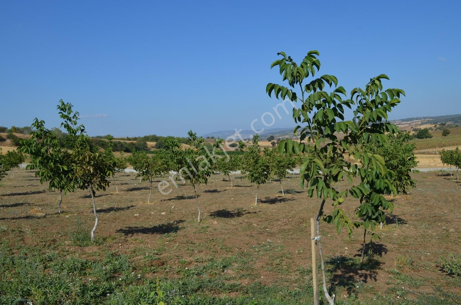 Akev'den Yenişehir Mahmudiye'de Yola 200 M Cepheli Ceviz Tarlası - Görsel 31
