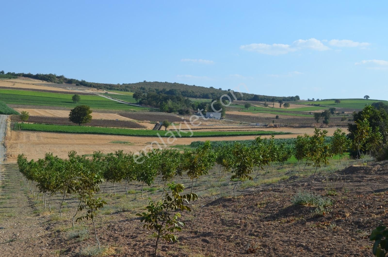 Akev'den Yenişehir Mahmudiye'de Yola 200 M Cepheli Ceviz Tarlası - Görsel 14