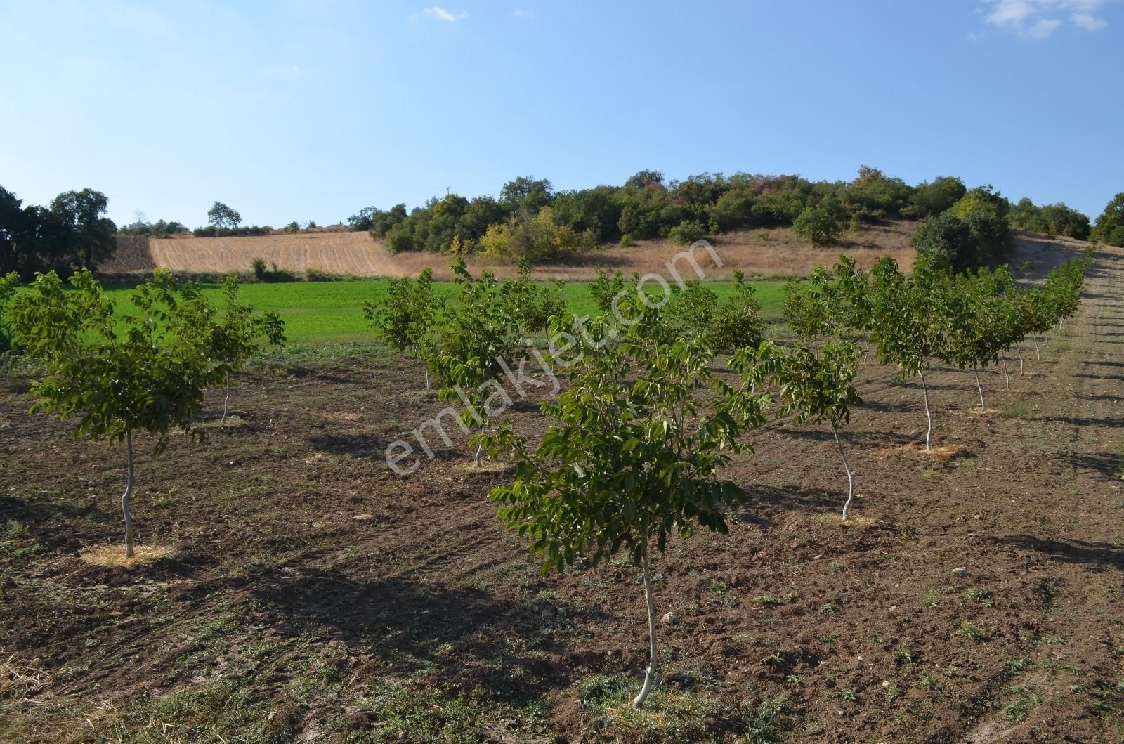 Akev'den Yenişehir Mahmudiye'de Yola 200 M Cepheli Ceviz Tarlası - Görsel 32