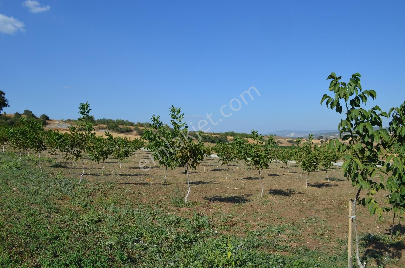 Akev'den Yenişehir Mahmudiye'de Yola 200 M Cepheli Ceviz Tarlası - Görsel 12